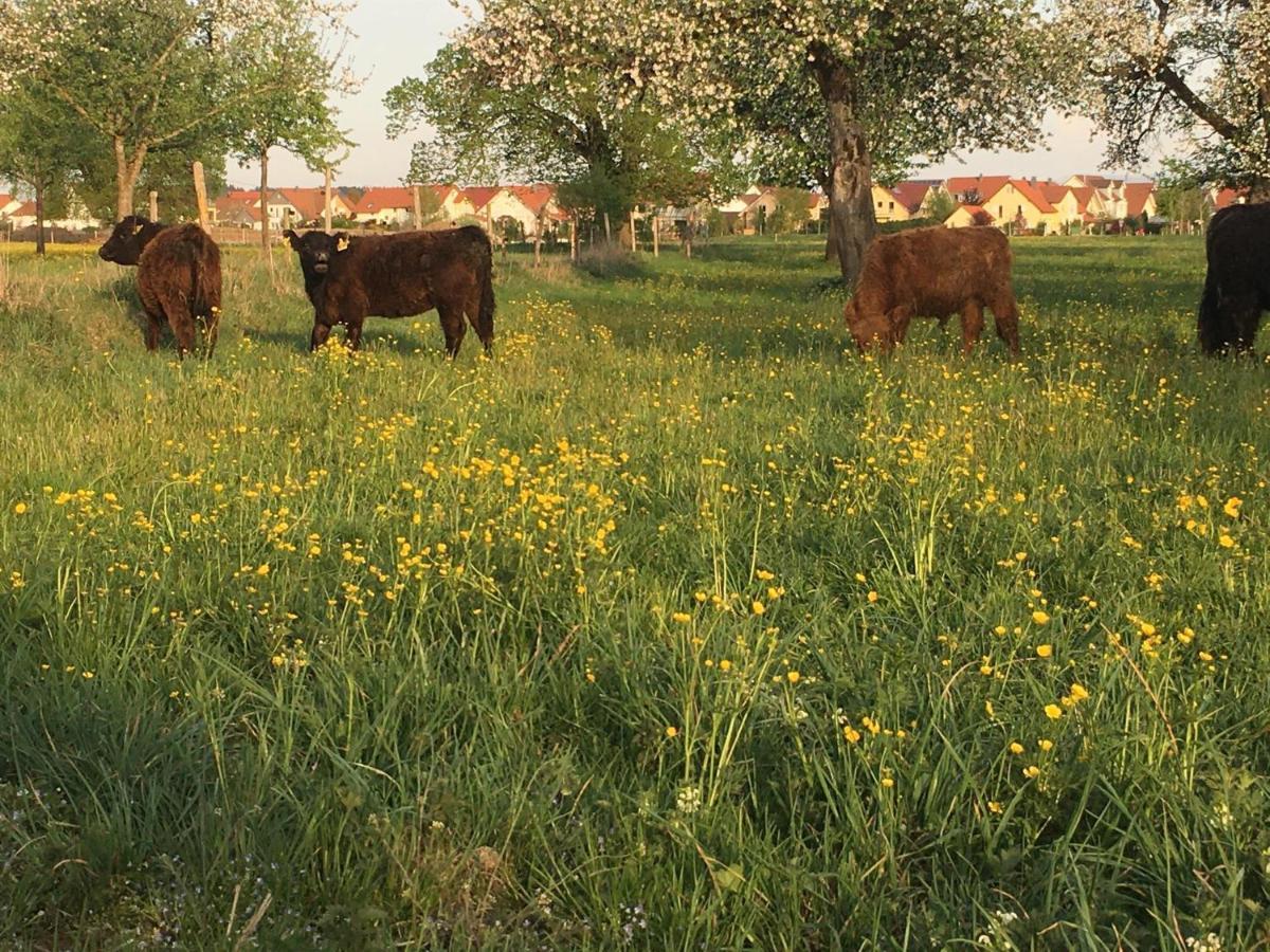 Ferienhof Weber Nieratz Wangen im Allgäu Exteriér fotografie