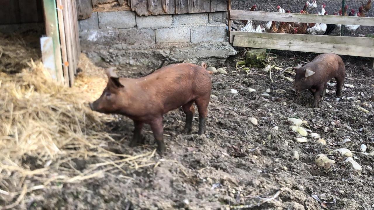 Ferienhof Weber Nieratz Wangen im Allgäu Exteriér fotografie